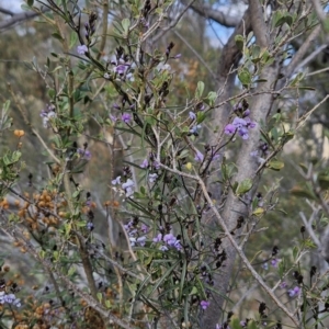 Glycine clandestina at Tuggeranong, ACT - 6 Aug 2023 11:57 AM