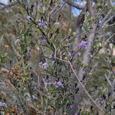 Glycine clandestina (Twining Glycine) at Cooleman Ridge - 6 Aug 2023 by BethanyDunne