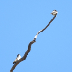 Petrochelidon nigricans (Tree Martin) at Lions Youth Haven - Westwood Farm A.C.T. - 20 Aug 2023 by HelenCross