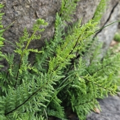 Cheilanthes austrotenuifolia (Rock Fern) at Cooleman Ridge - 6 Aug 2023 by BethanyDunne
