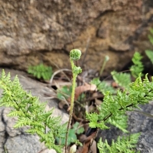 Cheilanthes austrotenuifolia at Chapman, ACT - 6 Aug 2023