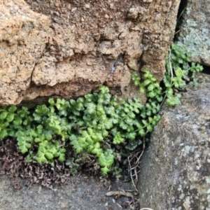 Asplenium subglandulosum at Tuggeranong, ACT - 6 Aug 2023