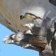 Pardalotus striatus (Striated Pardalote) at Lions Youth Haven - Westwood Farm A.C.T. - 20 Aug 2023 by HelenCross