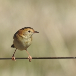 Cisticola exilis at Tuggeranong, ACT - 20 Aug 2023