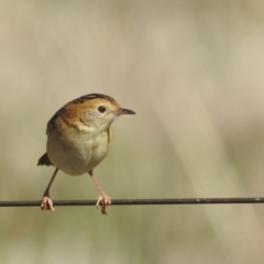 Cisticola exilis (Golden-headed Cisticola) at Lions Youth Haven - Westwood Farm - 20 Aug 2023 by HelenCross