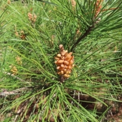 Pinus radiata (Monterey or Radiata Pine) at Braidwood, NSW - 20 Aug 2023 by MatthewFrawley