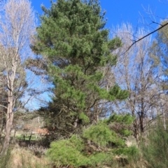 Pinus radiata at Braidwood, NSW - 20 Aug 2023