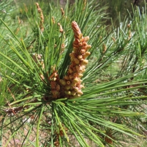 Pinus radiata at Braidwood, NSW - 20 Aug 2023