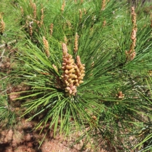 Pinus radiata at Braidwood, NSW - 20 Aug 2023