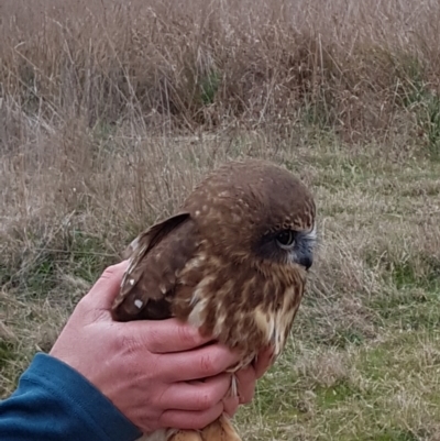 Ninox boobook (Southern Boobook) at Stromlo, ACT - 13 Aug 2023 by BethanyDunne