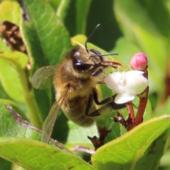 Apis mellifera (European honey bee) at QPRC LGA - 20 Aug 2023 by MatthewFrawley