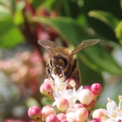 Apis mellifera at Braidwood, NSW - 20 Aug 2023