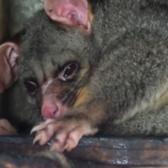 Trichosurus vulpecula (Common Brushtail Possum) at Braidwood, NSW - 20 Aug 2023 by MatthewFrawley