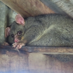 Trichosurus vulpecula at Braidwood, NSW - 20 Aug 2023 10:44 AM