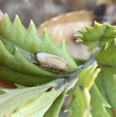 Ellipsidion sp. (genus) (A diurnal cockroach) at Aranda, ACT - 16 Aug 2023 by Jubeyjubes