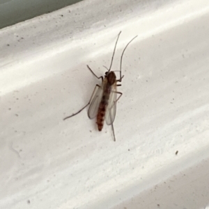 Chironomidae (family) at Aranda, ACT - 18 Aug 2023