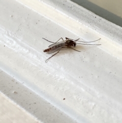 Chironomidae (family) at Aranda, ACT - 18 Aug 2023