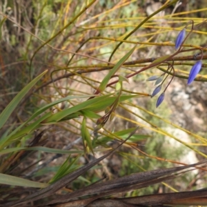 Stypandra glauca at Rendezvous Creek, ACT - 21 Aug 2023 02:57 PM