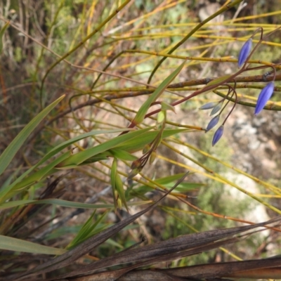 Stypandra glauca (Nodding Blue Lily) at Namadgi National Park - 21 Aug 2023 by JohnBundock