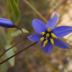 Stypandra glauca at Rendezvous Creek, ACT - 21 Aug 2023 02:57 PM