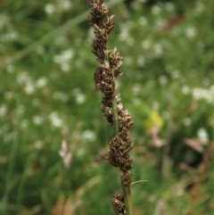 Carex incomitata (Hillside Sedge) at Dry Plain, NSW - 17 Dec 2022 by AndyRoo