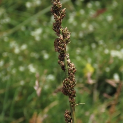 Carex incomitata (Hillside Sedge) at Top Hut TSR - 17 Dec 2022 by AndyRoo