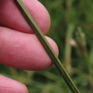 Carex incomitata at Dry Plain, NSW - 17 Dec 2022