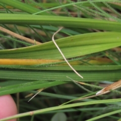 Carex incomitata at Dry Plain, NSW - 17 Dec 2022 01:42 PM