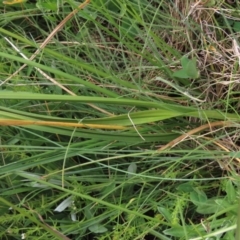 Carex incomitata at Dry Plain, NSW - 17 Dec 2022