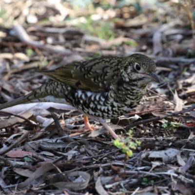 Zoothera lunulata (Bassian Thrush) at Canberra Central, ACT - 21 Aug 2023 by RodDeb