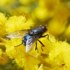 Calliphora vicina (European bluebottle) at Belconnen, ACT - 21 Aug 2023 by Harrisi