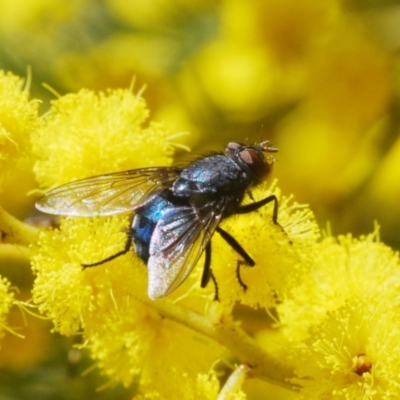 Calliphora vicina (European bluebottle) at Belconnen, ACT - 21 Aug 2023 by Harrisi