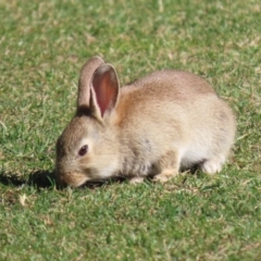 Oryctolagus cuniculus (European Rabbit) at Canberra Central, ACT - 21 Aug 2023 by RodDeb