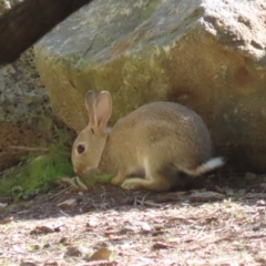 Oryctolagus cuniculus at Canberra Central, ACT - 21 Aug 2023