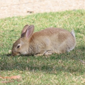 Oryctolagus cuniculus at Canberra Central, ACT - 21 Aug 2023
