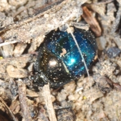 Saprinus (Saprinus) sp. (genus & subgenus) (Metallic hister beetle) at Aranda Bushland - 21 Aug 2023 by Harrisi