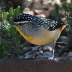 Pardalotus punctatus (Spotted Pardalote) at Acton, ACT - 21 Aug 2023 by RodDeb