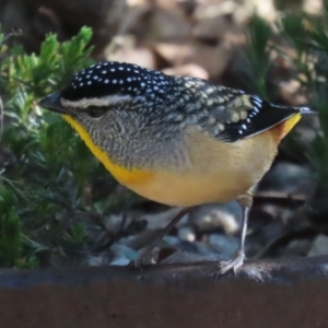 Pardalotus punctatus at Acton, ACT - 21 Aug 2023