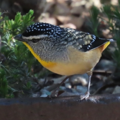 Pardalotus punctatus (Spotted Pardalote) at Acton, ACT - 21 Aug 2023 by RodDeb