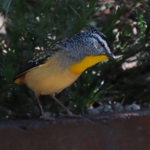 Pardalotus punctatus at Acton, ACT - 21 Aug 2023