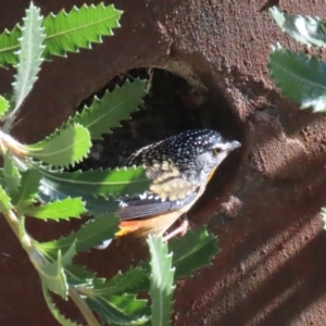 Pardalotus punctatus at Acton, ACT - 21 Aug 2023