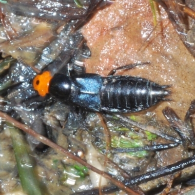 Creophilus erythrocephalus (Devil's coach horse, Rove beetle) at Aranda Bushland - 21 Aug 2023 by Harrisi