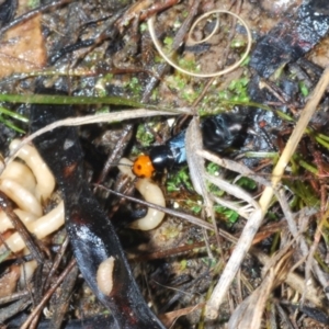 Creophilus erythrocephalus at Belconnen, ACT - 21 Aug 2023