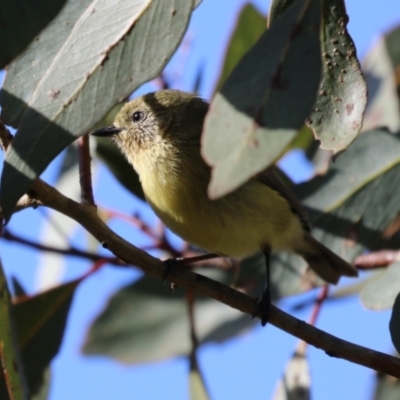 Acanthiza nana (Yellow Thornbill) at ANBG - 21 Aug 2023 by RodDeb