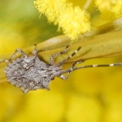 Alcaeus varicornis (Acacia shield bug) at Belconnen, ACT - 21 Aug 2023 by Harrisi