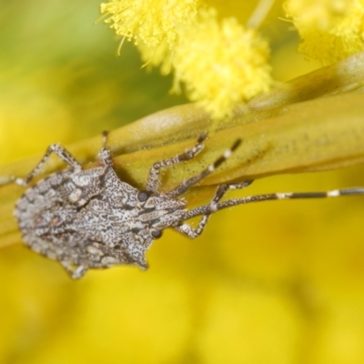 Alcaeus varicornis (Acacia shield bug) at Aranda Bushland - 21 Aug 2023 by Harrisi