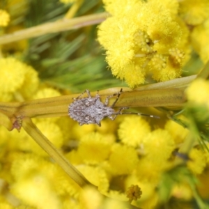 Alcaeus varicornis at Belconnen, ACT - 21 Aug 2023