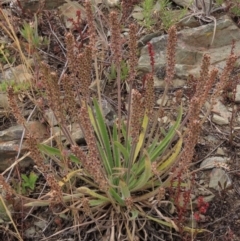 Plantago gaudichaudii (Narrow Plantain) at Top Hut TSR - 17 Dec 2022 by AndyRoo