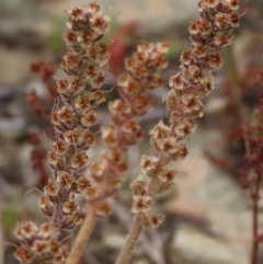 Plantago gaudichaudii at Dry Plain, NSW - 17 Dec 2022