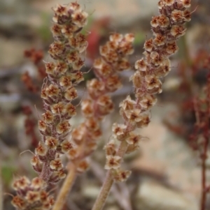 Plantago gaudichaudii at Dry Plain, NSW - 17 Dec 2022 02:51 PM